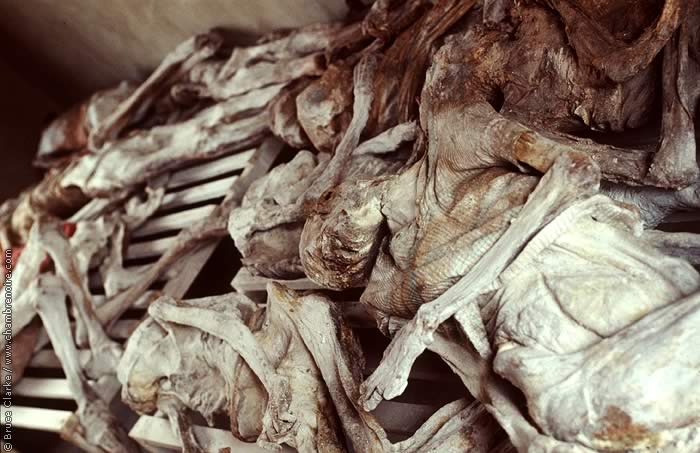 Cadavres momifiés
