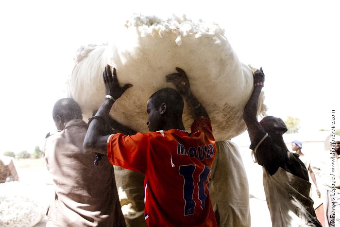 Premier marche de coton biologique sur la place du village de Flola, pres de Bougouni a 170 km au sud-est de Bamako au Mali. Les quarante-sept producteurs presents, venant de Flola et des villages voisins de Tiefagala et Makono, ont amene pour la vente leur recolte de l’annee. Enveloppes dans des sacs de cretonne – toile de coton epais et resistant – et transporte dans des charettes tirees par des anes, le coton est depose sur la place du marche. Un representant du MOBIOM (Mouvement biologique Malien) – qui organise la vente - verifie les pesees et controle les volumes deposes par les producteurs. Il note pour chacun le poids, la surface cultive et calcule le rendement. Le coton est ensuite entrepose dans le magasin du village avant d’etre envoye a l’usine d’egrenage de Bougouni. L’usine appartenant a la CMDT (Compagnie Malienne de Developpement du Textile) traite essentiellement du coton conventionnel.  Elle a ete habilite a effectuer pour le compte du MOBIOM l’egrenage du coton biologique. Flola, MALI – 17/12/2008