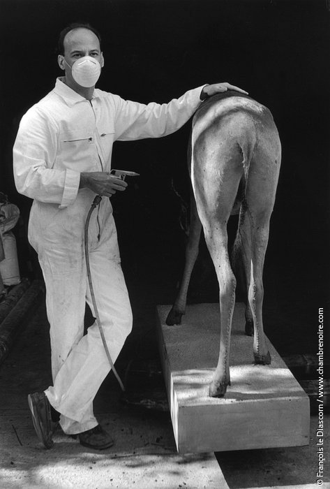 Restoration of a gazelle, Gallery of Zoology, Paris, France