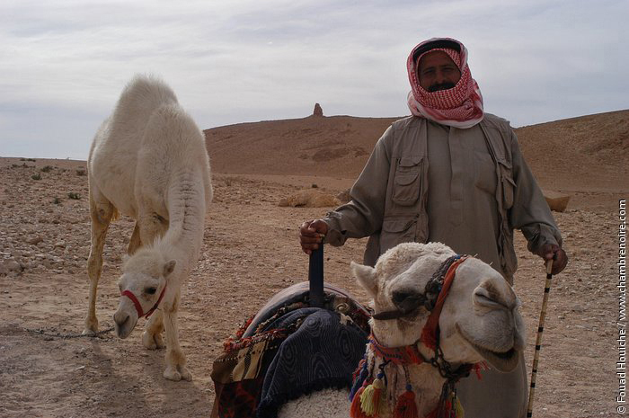 le bedouin et ses chameaux, un an plus tot