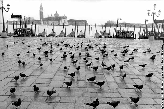 Les pigeons de la place Saint-Marc